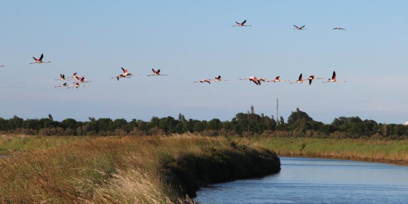 Delta del Po' con fenicotteri