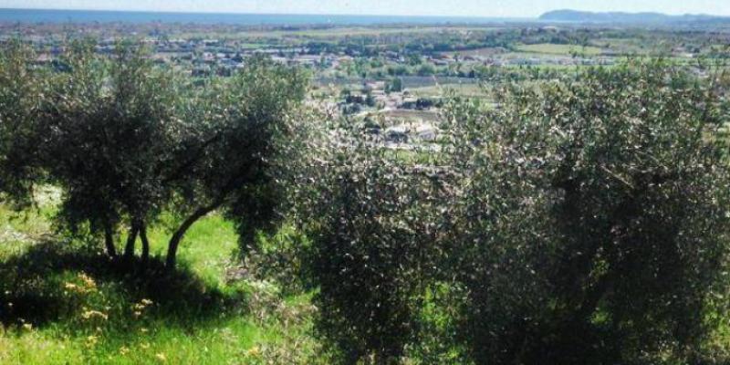 view from Covignano hill