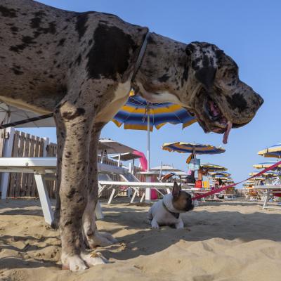Dog Beach - in spiaggia con i cani