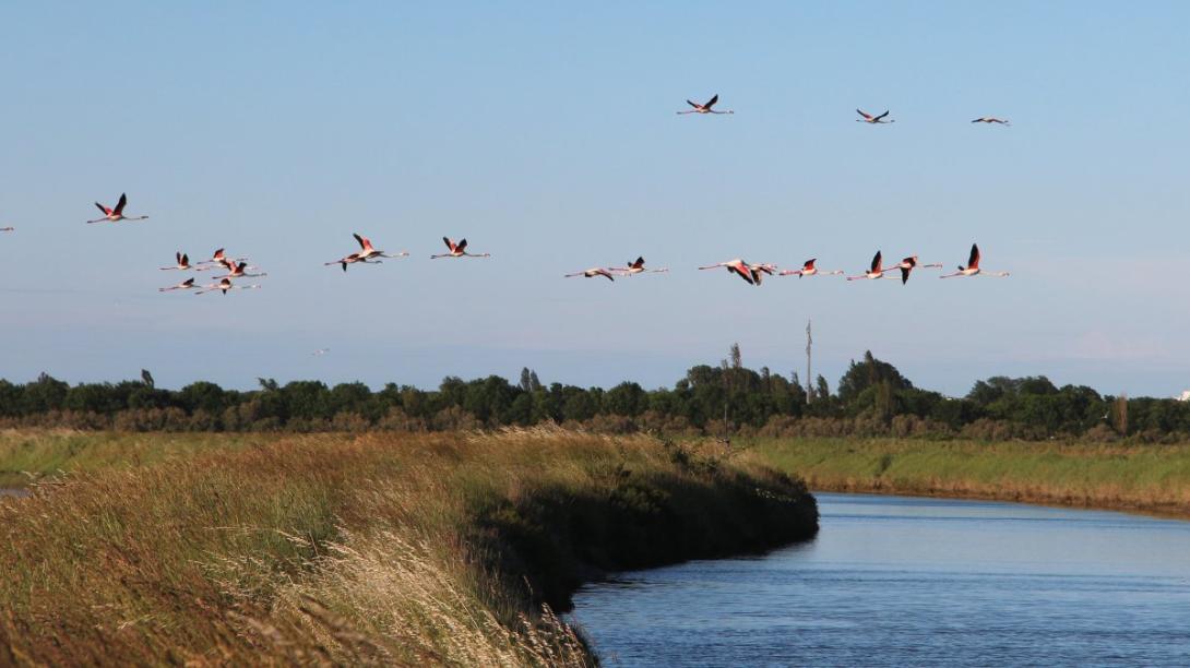 Delta del Po' con fenicotteri