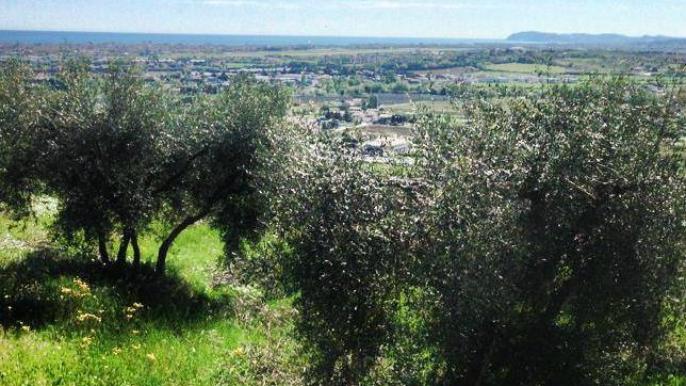 view from Covignano hill