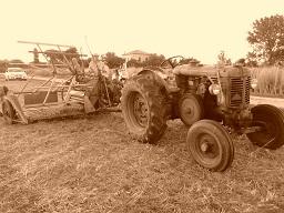 Traditional folk festival dedicated to the threshing