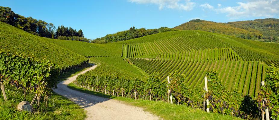 Strada dei Vini e dei Sapori dei Colli di Rimini